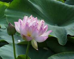 锦州黑山莲花湖天气