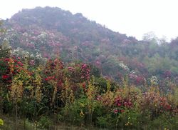 毕节百里杜鹃天气