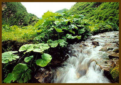 泾源野荷谷天气